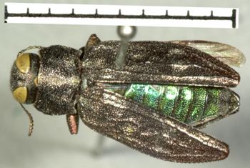 Media type: image;   Entomology 2692 Aspect: habitus dorsal view